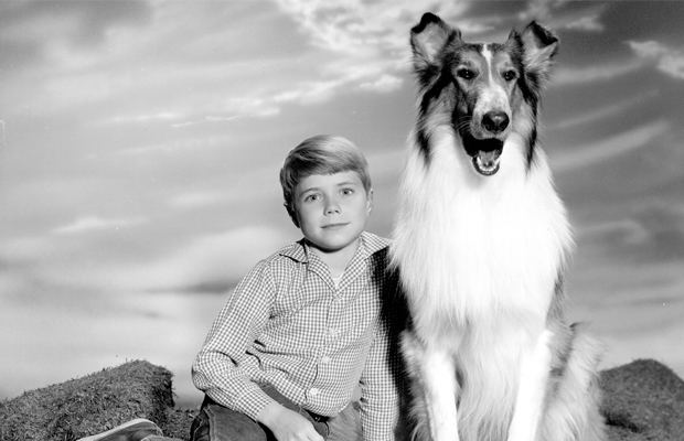 10-Pets-Inesquecíveis-do-Cinema-e-da-TV-lassie